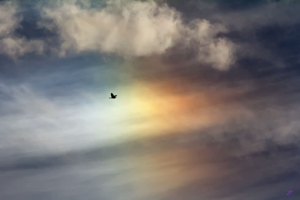APOD: Bird Sun Dog - May 27, 2013