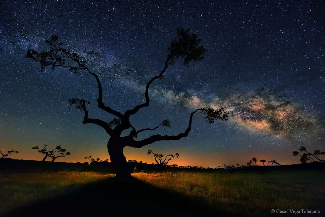 APOD: The Galaxy Tree - May 25, 2015