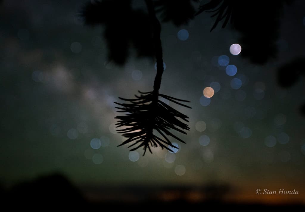 APOD: Star Colors and Pinyon Pine - December 24, 2015