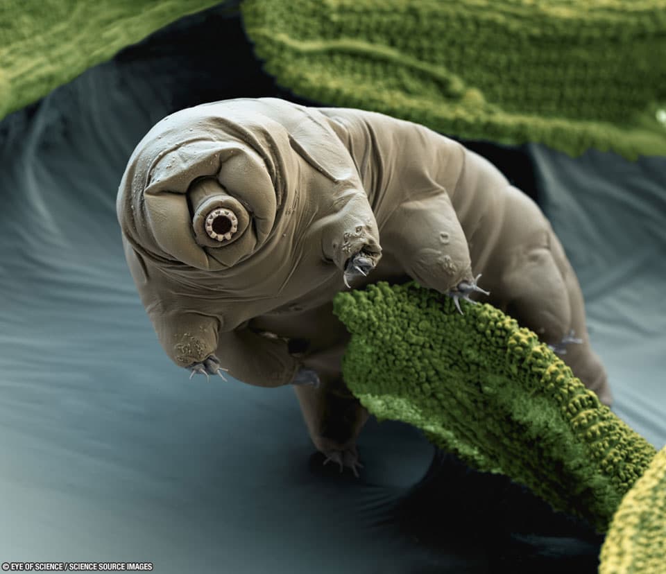 APOD: Tardigrade in Moss - March 26, 2017