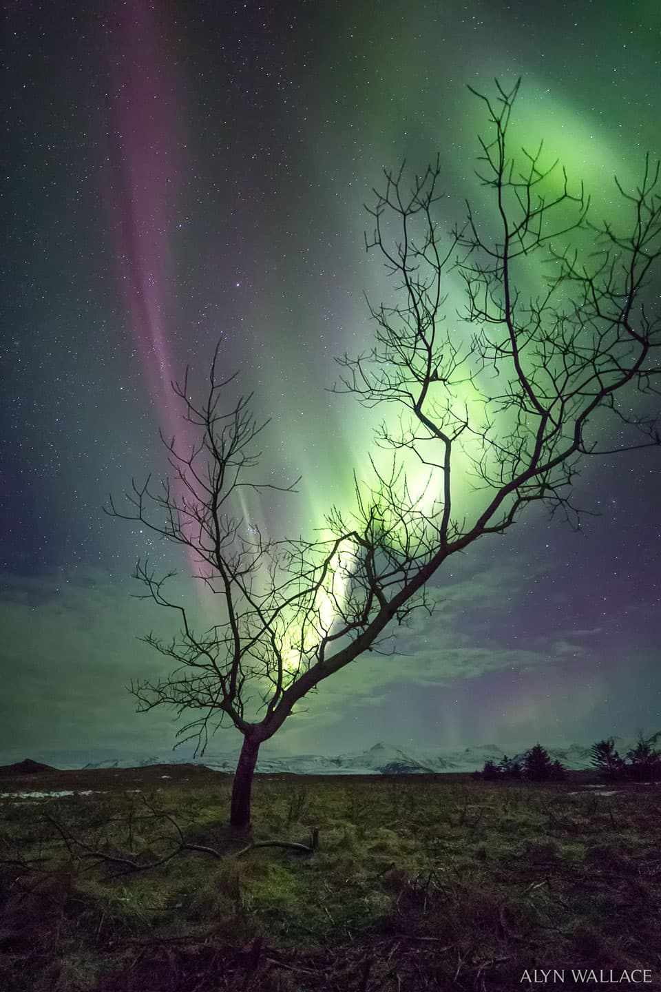 APOD: The Aurora Tree - February 28, 2021