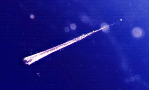 APOD: Catching Falling Stardust - November 21, 1998