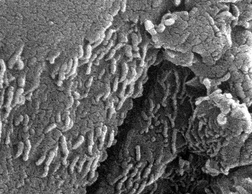 APOD: Early Microscopic Life on Mars? - August 7, 1996
