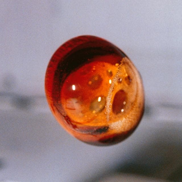Microgravity