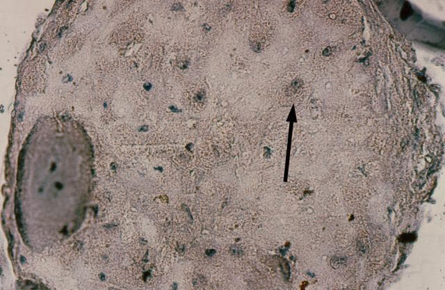 NASA image: Microgravity