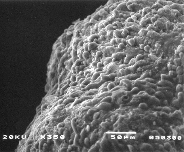 Biotechnology