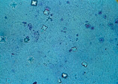 NASA image: Biotechnology