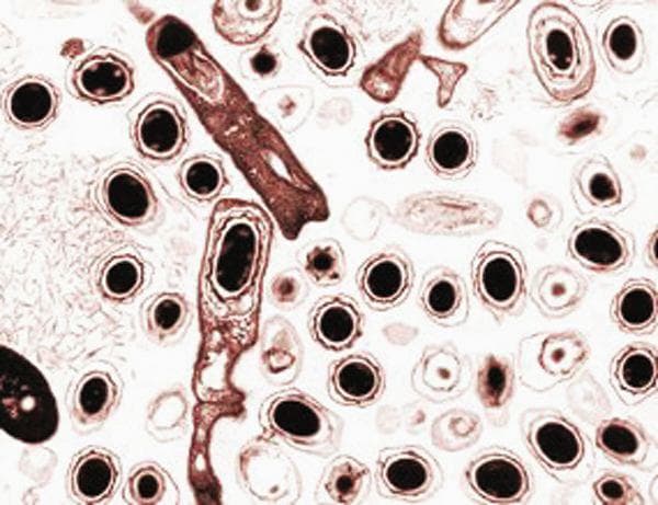 NASA image: Biotechnology