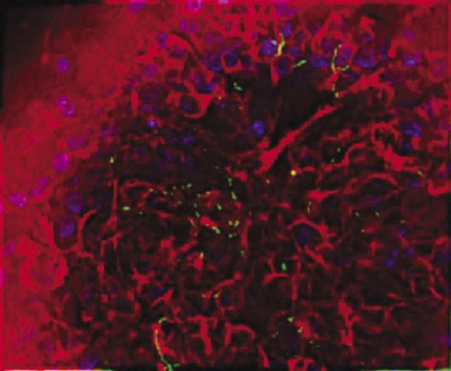 NASA image: Biotechnology