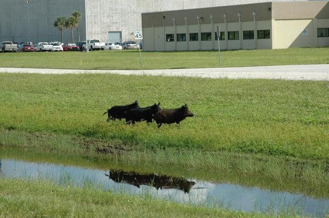 NASA image: KSC-05PD-2261