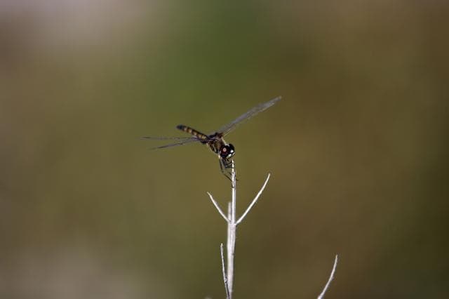 NASA image: 2010-5319