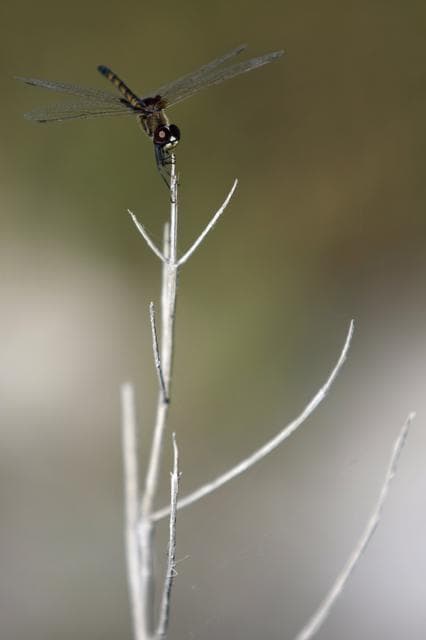NASA image: 2010-5320