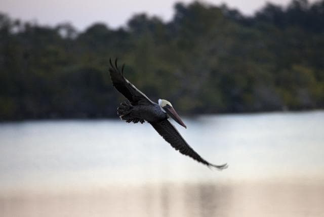 Wildlife
