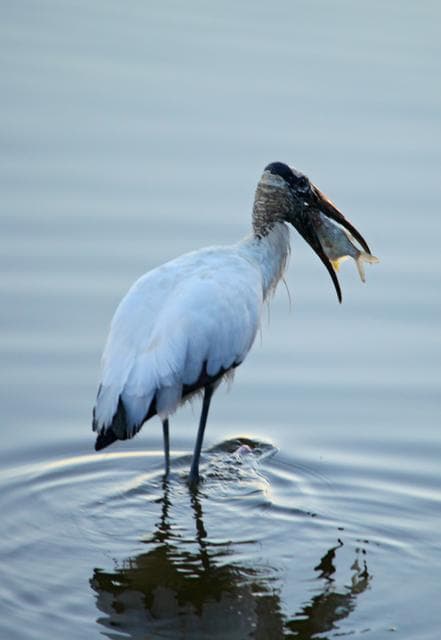 Wildlife