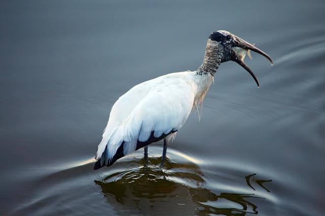 NASA image: Wildlife