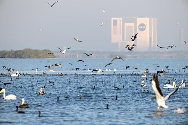 NASA image: WILDLIFE