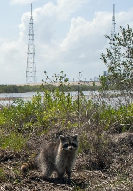 NASA image: Wildlife April 2013