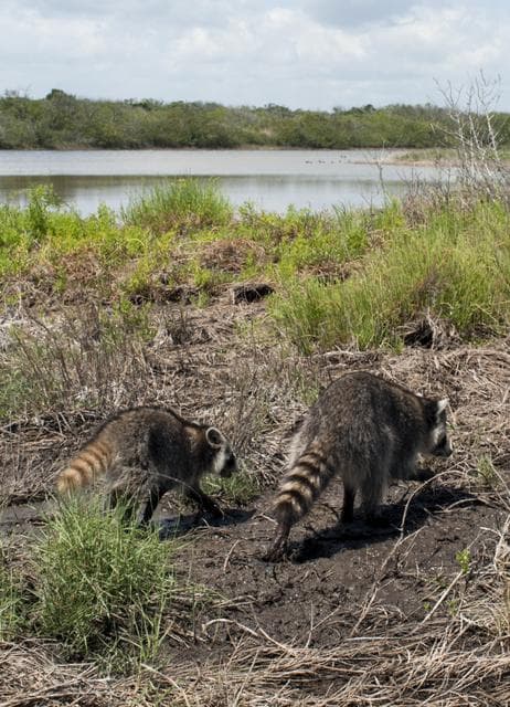 NASA image: Wildlife April 2013