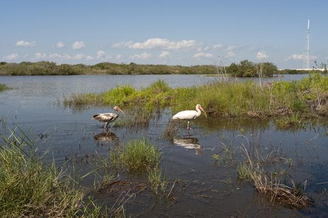 NASA image: Wildlife May 2013