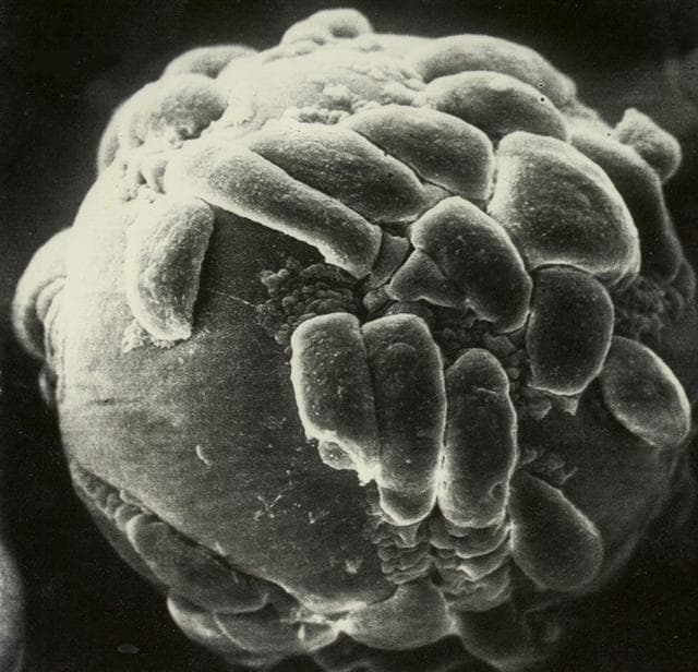 NASA image: Microgravity