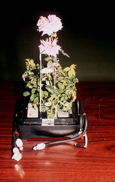 NASA image: Microgravity
