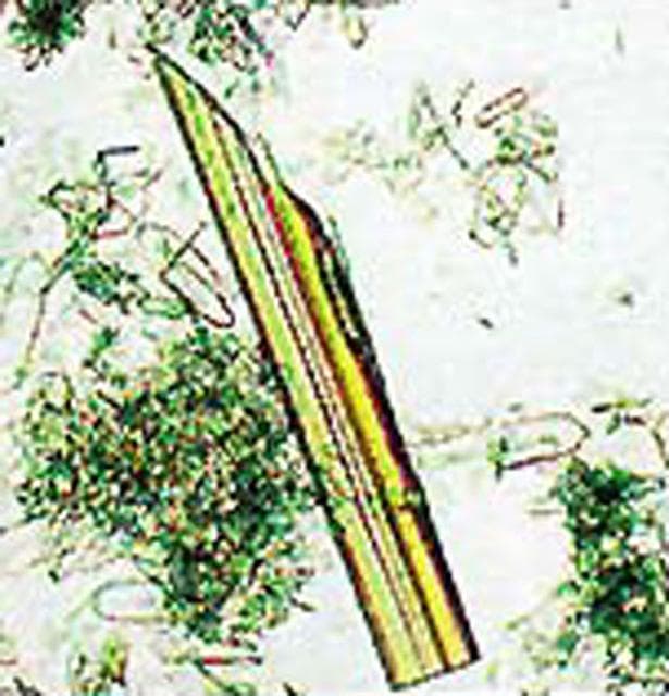 NASA image: Microgravity