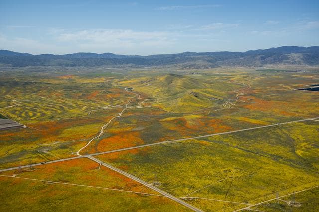 NASA image: Rainy Winter Season Brings Abundance of Wildflowers and Poppies in Southern California's Antelope Valley. The poppy is the state flower.
