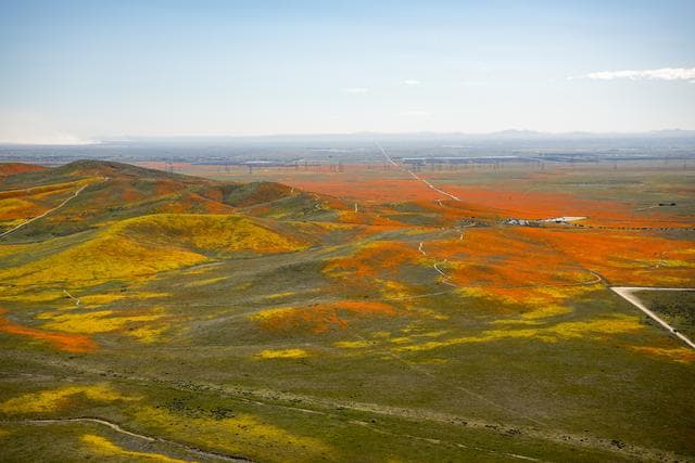 NASA image: Rainy Winter Season Brings Abundance of Wildflowers and Poppies in Southern Californiaâ€™s Antelope Valley. Solar panels are in the background.
