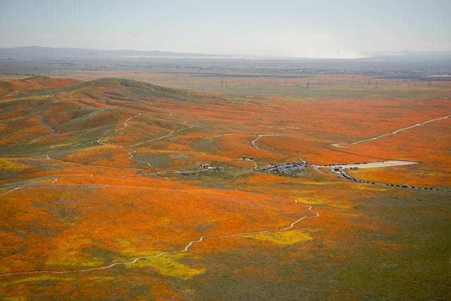 NASA image: Rainy Winter Season Brings Abundance of Wildflowers and Poppies in Southern California’s Antelope Valley. The poppy is the state flower.