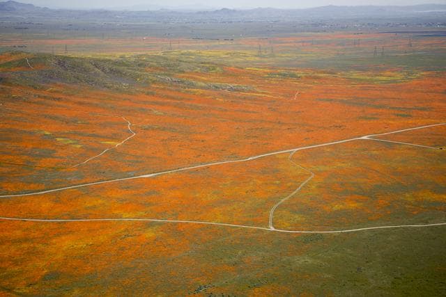 NASA image: Rainy Winter Season Brings Abundance of Wildflowers and Poppies in Southern California’s Antelope Valley. The Poppy is the state flower.