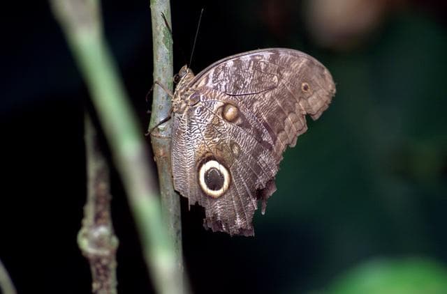 NASA image: A butterfly photographed in the La Selva region of the Costa Rican rain forest as part of NASA's AirSAR 2004 Mesoamerica campaign