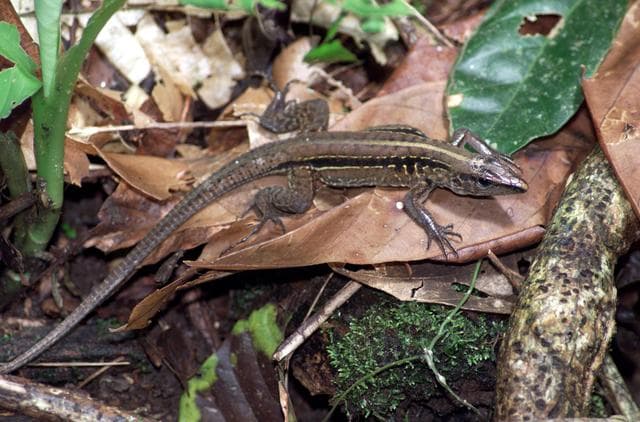 NASA image: A lizard photographed in the La Selva region of the Costa Rican rain forest as part of NASA's AirSAR 2004 Mesoamerica campaign