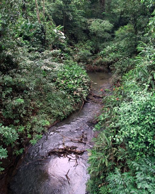 NASA image: This photograph shows a stream in the La Selva region of the Costa Rican rain forest, taken during NASA's AirSAR 2004 Mesoamerica campaign