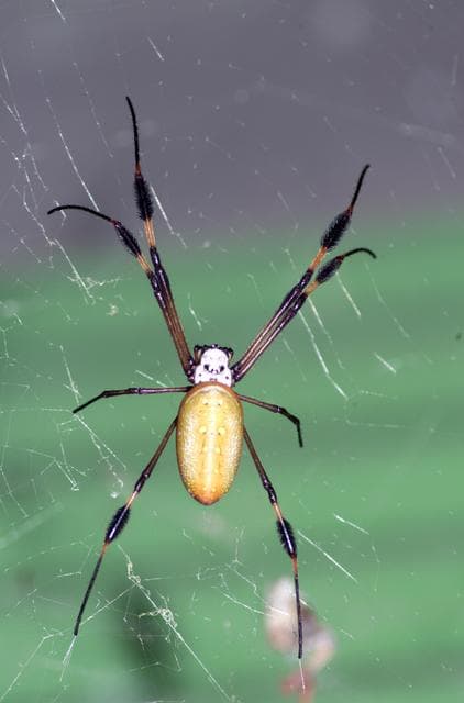 NASA image: A spider photographed during NASA's AirSAR 2004 Mesoamerica campaign in the La Selva region of the Costa Rican rain forest