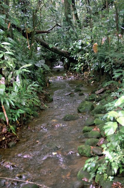 NASA image: This photograph shows a stream in the La Selva region of the Costa Rican rain forest, taken during NASA's AirSAR 2004 campaign