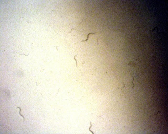 NASA image: KSC-03pd1356