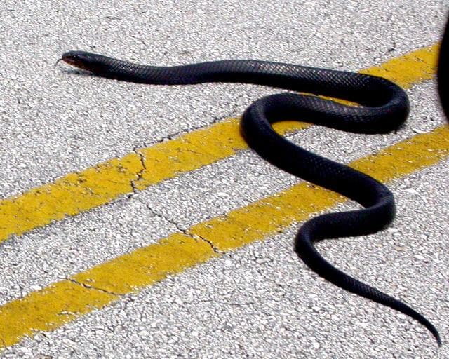 NASA image: KENNEDY SPACE CENTER, FLA. - A blue-black indigo snake is seen crossing a roadway inside the Center.  Indigo snakes are active during the day and spend a great deal of time foraging for food and mates. They often hide in gopher tortoise burrows (the tortoises don’t seem to mind) in sandy scrub habitats.  The longest snakes in the United States, some individuals reach almost nine feet in length. In 1978, the U.S. Fish and Wildlife Service listed indigo snakes as a threatened species in all portions of its range; federal protection has helped to stop collection of these snakes from the wild. The numbers of indigo snakes are still declining throughout most of the Southeast, especially Georgia, Florida, Alabama, and Mississippi. Habitat loss and fragmentation is the main problem facing these snakes today. KSC shares a boundary with the Merritt Island National Wildlife Refuge, which encompasses 92,000 acres that are a habitat for more than 331 species of birds, 31 mammals, 117 fishes, and 65 amphibians and reptiles.
