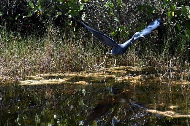 KENNEDY SPACE CENTER, FLA.  -    A great blue heron swoops down for a landing on the water near KSC.  The heron is one of 310 species of birds that inhabit the National Merritt Island Wildlife Refuge, which shares a boundary with KSC.  The marshes and open water of the refuge also provide wintering areas for 23 species of migratory waterfowl, as well as a year-round home for great blue herons, great egrets, wood storks, cormorants, brown pelicans and other species of marsh and shore birds.