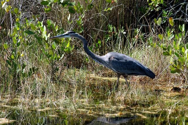 KENNEDY SPACE CENTER, FLA.   -   A great blue heron patiently stalks its prey in the marshes around KSC.   The heron is one of 310 species of birds that inhabit the National Merritt Island Wildlife Refuge, which shares a boundary with KSC.  The marshes and open water of the refuge also provide wintering areas for 23 species of migratory waterfowl, as well as a year-round home for great blue herons, great egrets, wood storks, cormorants, brown pelicans and other species of marsh and shore birds.