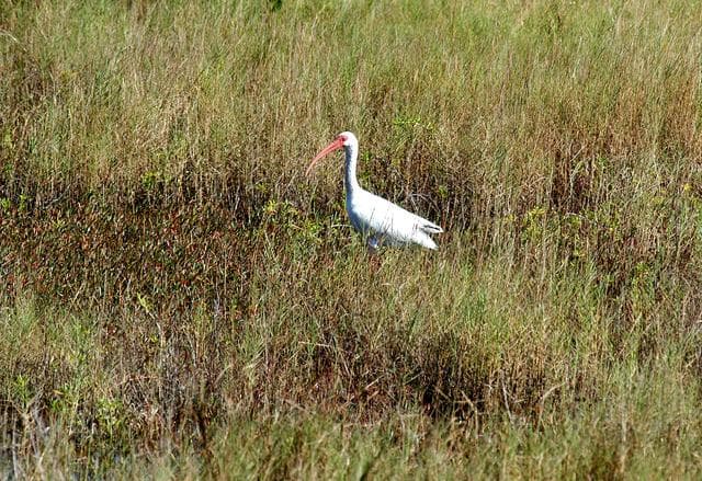 KENNEDY SPACE CENTER, FLA.   -   A great white heron silently waits in the tall grass within KSC.  The heron is one of 310 species of birds that inhabit the National Merritt Island Wildlife Refuge, which shares a boundary with KSC.  The marshes and open water of the refuge also provide wintering areas for 23 species of migratory waterfowl, as well as a year-round home for great blue herons, great egrets, wood storks, cormorants, brown pelicans and other species of marsh and shore birds.
