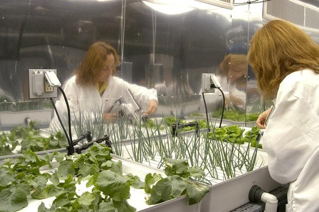 NASA image: KENNEDY SPACE CENTER, FLA. -- Sharon Edney, with Dynamac Corp., measures photosynthesis on Bibb lettuce being grown hydroponically for study in the Space Life Sciences Lab.  The 100,000 square-foot facility houses labs for NASA’s ongoing research efforts, microbiology/microbial ecology studies and analytical chemistry labs. Also calling the new lab home are facilities for space flight-experiment and flight-hardware development, new plant growth chambers, and an Orbiter Environment Simulator that will be used to conduct ground control experiments in simulated flight conditions for space flight experiments.  The SLS Lab, formerly known as the Space Experiment Research and Processing Laboratory or SERPL, provides space for NASA’s Life Sciences Services contractor Dynamac Corporation, Bionetics Corporation, and researchers from the University of Florida. NASA’s Office of Biological and Physical Research will use the facility for processing life sciences experiments that will be conducted on the International Space Station. The SLS Lab is the magnet facility for the International Space Research Park at KSC being developed in partnership with Florida Space Authority.