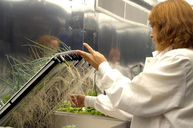 NASA image: KENNEDY SPACE CENTER, FLA. -- Sharon Edney, with Dynamac Corp., checks the roots of green onions being grown hydroponically for study in the Space Life Sciences Lab.  The 100,000 square-foot facility houses labs for NASA’s ongoing research efforts, microbiology/microbial ecology studies and analytical chemistry labs. Also calling the new lab home are facilities for space flight-experiment and flight-hardware development, new plant growth chambers, and an Orbiter Environment Simulator that will be used to conduct ground control experiments in simulated flight conditions for space flight experiments.  The SLS Lab, formerly known as the Space Experiment Research and Processing Laboratory or SERPL, provides space for NASA’s Life Sciences Services contractor Dynamac Corporation, Bionetics Corporation, and researchers from the University of Florida. NASA’s Office of Biological and Physical Research will use the facility for processing life sciences experiments that will be conducted on the International Space Station. The SLS Lab is the magnet facility for the International Space Research Park at KSC being developed in partnership with Florida Space Authority.