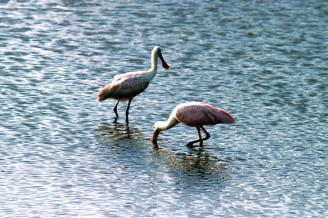 NASA image: KENNEDY SPACE CENTER, FLA. -- Two roseate spoonbills hunt for their supper in the water near KSC. Spoonbills prefer to inhabit mangroves, ranging from the coasts of southern Florida, Louisiana and Texas, to the West Indies, Mexico, Central and South America. They feed on shrimps and fish in shallow waters. Spoonbills are one of 310 species of birds that inhabit the National Merritt Island Wildlife Refuge, which shares a boundary with KSC. The marshes and open water of the refuge also provide wintering areas for 23 species of migratory waterfowl, as well as a year-round home for great blue herons, great egrets, wood storks, cormorants, brown pelicans and other species of marsh and shore birds.
