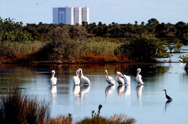 NASA image: KENNEDY SPACE CENTER, FLA. -- A group of white pelicans spend a few moments relaxing in the water near the Vehicle Assembly Building at Kennedy Space Center. Found from British Columbia south to western Ontario, California and the Texas coast, white pelicans winter from Florida south to Panama. They prefer marshy lakes and coastal regions, and winter chiefly in coastal lagoons. White pelicans are one of 310 species of birds that inhabit the Merritt Island National Wildlife Refuge, which shares a boundary with KSC. The marshes and open water of the refuge also provide wintering areas for 23 species of migratory waterfowl, as well as a year-round home for great blue herons, great egrets, wood storks, cormorants, brown pelicans and other species of marsh and shore birds.