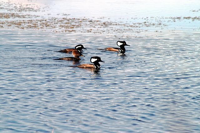 NASA image: KENNEDY SPACE CENTER, FLA. -- Three male and one female hooded mergansers swim in the quicksilver water of the Merritt Island National Wildlife Refuge, which shares a boundary with Kennedy Space Center. Usually found from Alaska and Canada south to Nebraska, Oregon and Tennessee, hooded mergansers winter south to Mexico and the Gulf Coast, including KSC. The open water of the refuge provides wintering areas for 23 species of migratory waterfowl, as well as a year-round home for great blue herons, great egrets, wood storks, cormorants, brown pelicans and other species of marsh and shore birds. The 92,000-acre refuge is also habitat for more than 310 species of birds, 25 mammals, 117 fishes and 65 amphibians and reptiles.