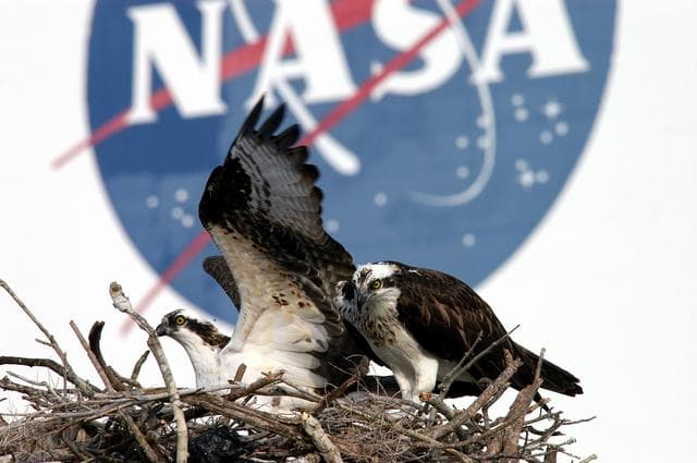NASA image: KENNEDY SPACE CENTER, FLA. -- A pair of breeding ospreys share a nest constructed on a speaker pole in the lower parking lot of the KSC Press Site. Eggs have been sighted in the nest. The NASA logo in the background is painted on an outer wall of the 525-foot-tall Vehicle Assembly Building nearby. Known as a fish hawk, the osprey selects sites of opportunity in which to nest -- from trees and telephone poles to rocks or even flat ground. In North America, it is found from Alaska and Newfoundland to Florida and the Gulf Coast. Osprey nests are found throughout the Kennedy Space Center and surrounding Merritt Island National Wildlife Refuge.