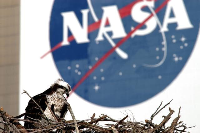 NASA image: KENNEDY SPACE CENTER, FLA. -- A breeding osprey occupies a nest constructed on a speaker pole in the lower parking lot of the KSC Press Site. Eggs have been sighted in the nest. The NASA logo in the background is painted on an outer wall of the 525-foot-tall Vehicle Assembly Building nearby. Known as a fish hawk, the osprey selects sites of opportunity in which to nest -- from trees and telephone poles to rocks or even flat ground. In North America, it is found from Alaska and Newfoundland to Florida and the Gulf Coast. Osprey nests are found throughout the Kennedy Space Center and surrounding Merritt Island National Wildlife Refuge.