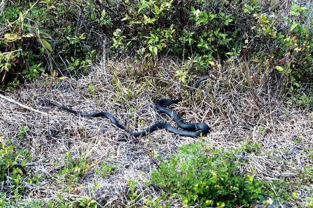 NASA image: KENNEDY SPACE CENTER, FLA. - A black racer snake slithers away through a patch of dry grass on the grounds of Kennedy Space Center.  The Black Racer Snake is one of the fastest, non-venomous snakes in North America. It has a slender body with a slender oval-shaped head and white patch on its chin. It lives in brushy areas, rocky hillsides and meadows, and underneath boards or tin around old buildings. Black Racers feed on insects, eggs, mice, frogs and lizards. Kennedy shares a boundary with the Merritt Island National Wildlife Refuge, home to some of the nation’s rarest and most unusual species of wildlife.  In addition, the Refuge supports 19 endangered or threatened wildlife species on Federal or State lists, more than any other single refuge in the U.S.