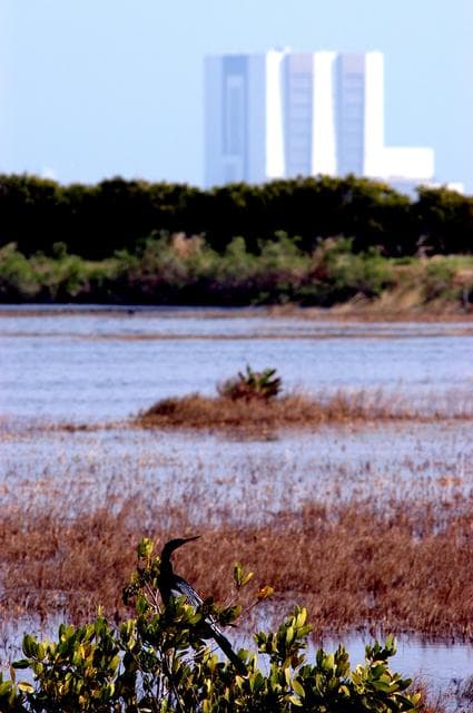 NASA image: KENNEDY SPACE CENTER, FLA. - Nature thrives with technology as seen in this photo of the Vehicle Assembly Building (background) and surrounding grounds and water.  In the foreground is an Anhinga perched on waterside plants.  A common inhabitant of Kennedy Space Center, it prefers freshwater ponds and swamps with thick vegetation, especially cypress.  Anhinga can be found in the U.S. on the Atlantic and Gulf coasts from North Carolina to Texas.  They are known as the “Snakebird” because when swimming they submerge their bodies, leaving only their heads and long necks visible.  They are often seen on the ground and in the trees with their wings open to dry them in the sun.  Kennedy shares a boundary with the Merritt Island National Wildlife Refuge, home to some of the nation’s rarest and most unusual species of wildlife.  The marshes and open water of the refuge also provide wintering areas for 23 species of migratory waterfowl, as well as a year-round home for great blue herons, great egrets, wood storks, cormorants, brown pelicans and other species of marsh and shore birds.