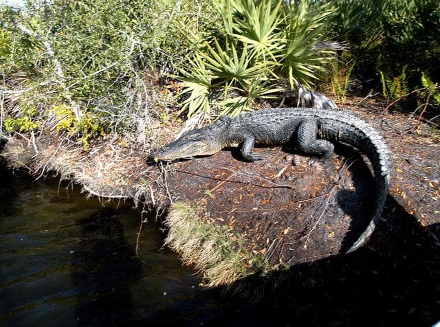 NASA image: KENNEDY SPACE CENTER, FLA. - As Karen Holloway-Adkins, KSC wildlife specialist, begins a tour of the Banana River, this alligator sunning itself attracts attention. Holloway-Adkins is studying the life history of sea turtles, especially what they eat, where they lay their eggs and what factors might harm their survival.  On the boat trip she is also monitoring the growth of sea grasses and algae and the water quality of estuaries and lagoons used by sea turtles and other aquatic wildlife.